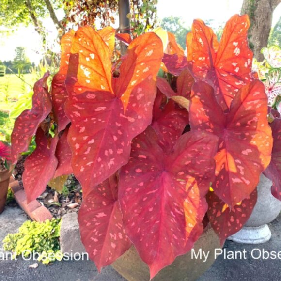 Caladium BULB 'Burning Heart' Size #2 (3 Bulbs) - Picture 1 of 5